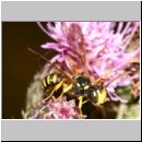 Cerceris arenaria - Sandknotenwespe m07e 11mm.jpg